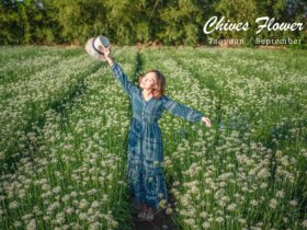 2019桃園大溪韭菜花海 |桃園季節限定雪白九月雪
