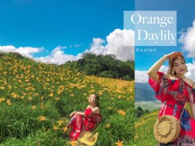 2019花蓮金針花｜六十石山金針花| 交通最新懶人包｜ＩＧ打卡拍照點
