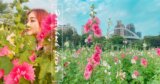 春日賞花趣。台北蜀葵之森｜6000朵蜀葵花河濱公園爛漫綻放