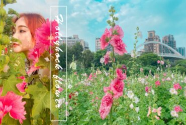 春日賞花趣。台北蜀葵之森|6000朵蜀葵花河濱公園爛漫綻放