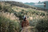 芒草季|新北樹林三角埔頂山交通、花期、拍照攻略|滿山遍野銀白芒草花海