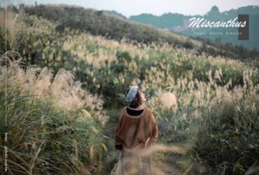 芒草季|新北樹林三角埔頂山交通、花期、拍照攻略|滿山遍野銀白芒草花海