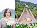 竹子湖怎麼去？陽明山海芋季2021｜盤點3家夢幻海芋田，海芋田邊下午茶、夢幻鞦韆