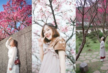 2024 台北賞櫻｜北部櫻花景點5選！開花時間、交通懶人包！