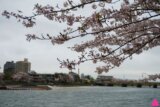 GS愛日本| 大阪。宇治。奈良 | 櫻花最前線 私藏賞櫻景點特搜(上)