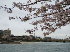 GS愛日本| 大阪。宇治。奈良 | 櫻花最前線 私藏賞櫻景點特搜(上)