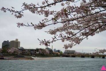 GS愛日本| 大阪。宇治。奈良 | 櫻花最前線 私藏賞櫻景點特搜(上)