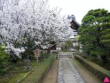 GS愛日本| 京都 | 梅小路公園 高瀨川 清水寺 平野神社 |櫻花最前線 私藏賞櫻景點特搜(下)