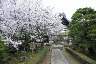 GS愛日本| 京都 | 梅小路公園 高瀨川 清水寺 平野神社 |櫻花最前線 私藏賞櫻景點特搜(下)